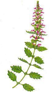 Tree Germander - Teucrium chamædrys - дубровник кустарниковый